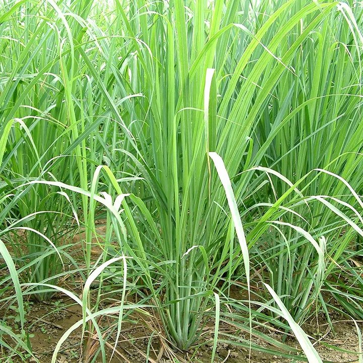 To cure various ailments, boil lemongrass for 10 minutes and drink twice