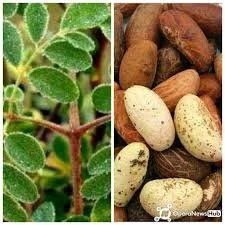VERY EFFECTIVE|| Blend Moringa Leaves And Six Bitter kola To Cure These Infections