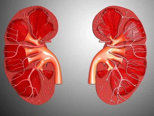 3 Natural Foods You Should Eat Regularly To Keep Your Kidneys And Brain Healthy
