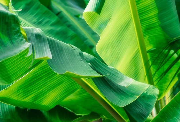 Essential Benefits of Plantain Leaves. Don’t burn or throw them away