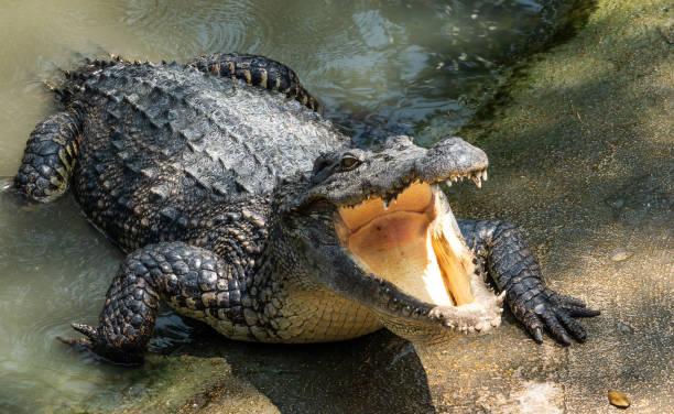 Breakingnews : A/R, Nurse Turns Crocodile At Tafo Government Hospital