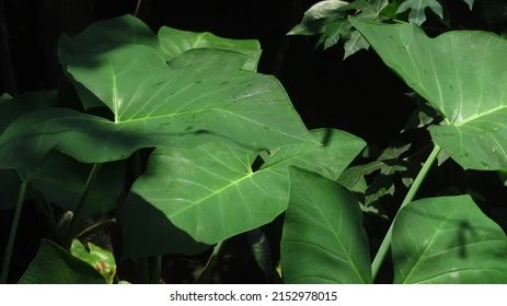 Health Alert!:Powerful Health Benefits Of Cocoyam Leaves