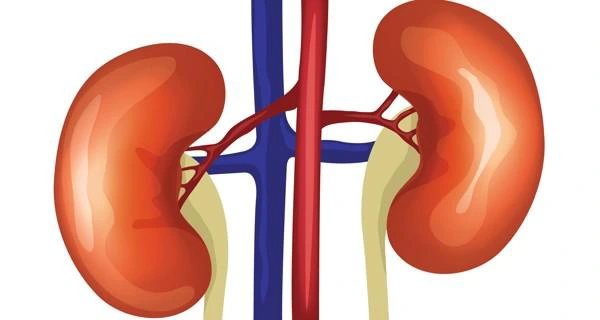 If You Love Your Kidneys, Stop Eating Too Much Of These 3 Things