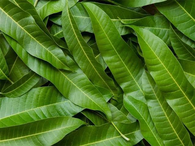 10 diseases that can be cured by boiling mango Leaves