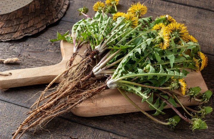 Boil Dandelion Leaves And Drink To Cure These 3 Diseases