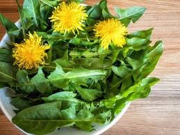 Best treatment for blood pressure kidney problems, cancer and sugar level with the use of dandelion