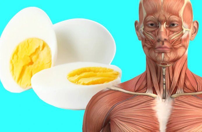 What Happen to Your Body If You Start Eating 2-3 Eggs a Day