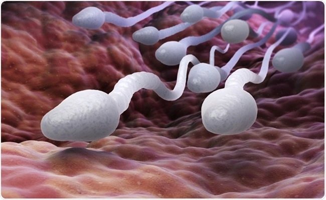 4 Things Every Man Should Always Do To Make Their Sperm Thicker And Healthy