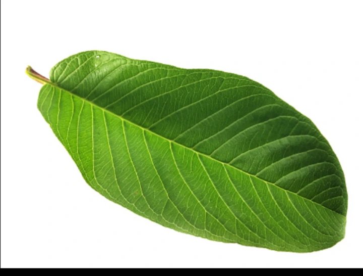 How To cure Sexual Weakness With Mango leaves