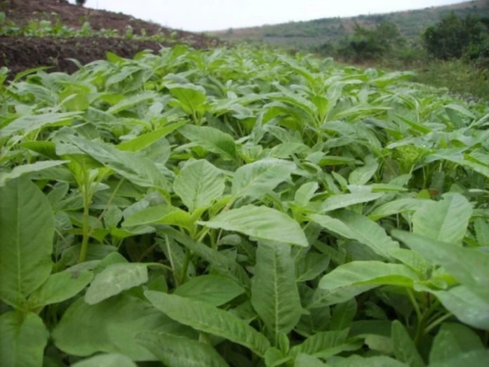 9 indigenous Ghanaian leafy vegetables found to be rich in antioxidants, fibre